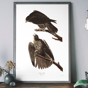 Falcon Vintage Art Print, Birds of America Decor, Antique Bird Of Prey Illustration, John Audubon Poster