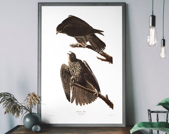 ハヤブサのヴィンテージアートプリント、アメリカの鳥の装飾、アンティークの猛禽類のイラスト、ジョン・オーデュボンのポスター