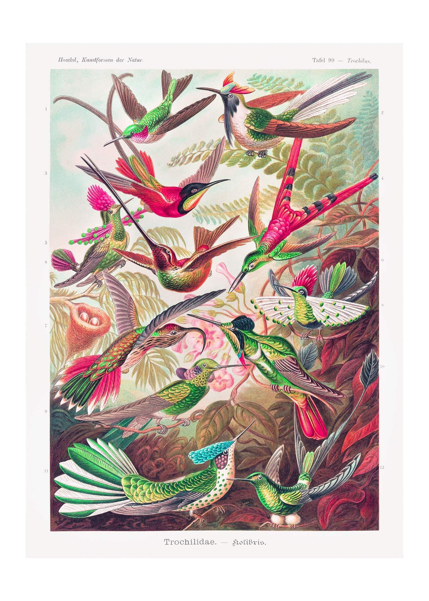 Tropical birds art print Ernst Haeckel hummingbirds wall art | Etsy