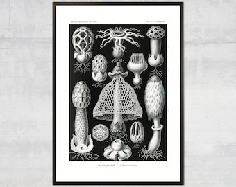 Vintage Mushroom diagram art print, Antique Botanical Home Decor, Woodland Fungus art