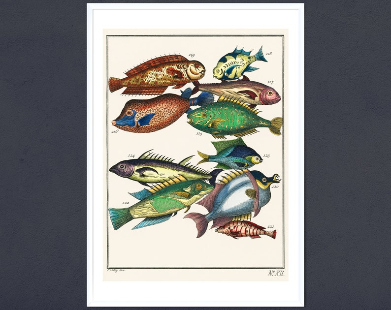 Vintage Fish Art Print Antique Fishing Diagram Wall Art Sea - Etsy