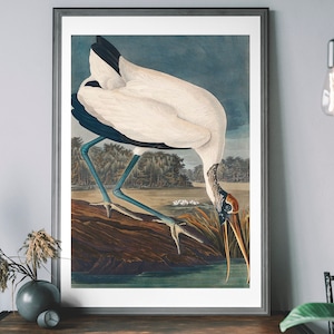 Impression d&#39;art vintage cigogne des bois, décoration oiseaux d&#39;Amérique, illustration d&#39;oiseau antique, affiche de John Audubon