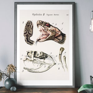 Vintage Snake Art Print, Antique Snake Illustration, Animal Anatomy Poster, Skull Poster