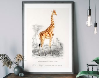 Vintage girafftryck – Safarimålning, illustration från 1800-talet, present till djurälskare
