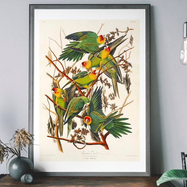 Impression d'art vintage Carolina Parrot, décoration oiseaux d'Amérique, illustration d'oiseau tropical, affiche John Audubon