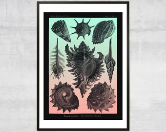 Un catalogue complet de mollusques et de coquillages, détaillant les