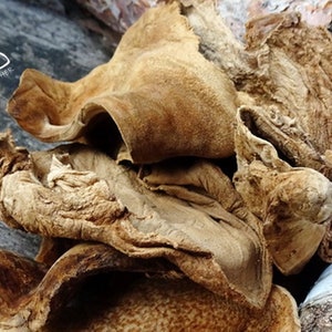 Amadou Tinder Pieces for Primitive Fire Lighting, 10 grams of Horse Hoof Fungus Fomes Fomentarius, Bushcraft, Survival, Re-enactment Gift