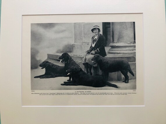 Original Vintage Hutchinson's 1938 Dog Encyclopaedia Illustration