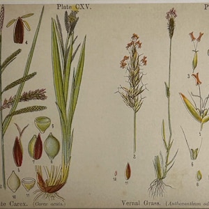 Original Vintage Botanical Print: Acute Carex and Vernal Grass