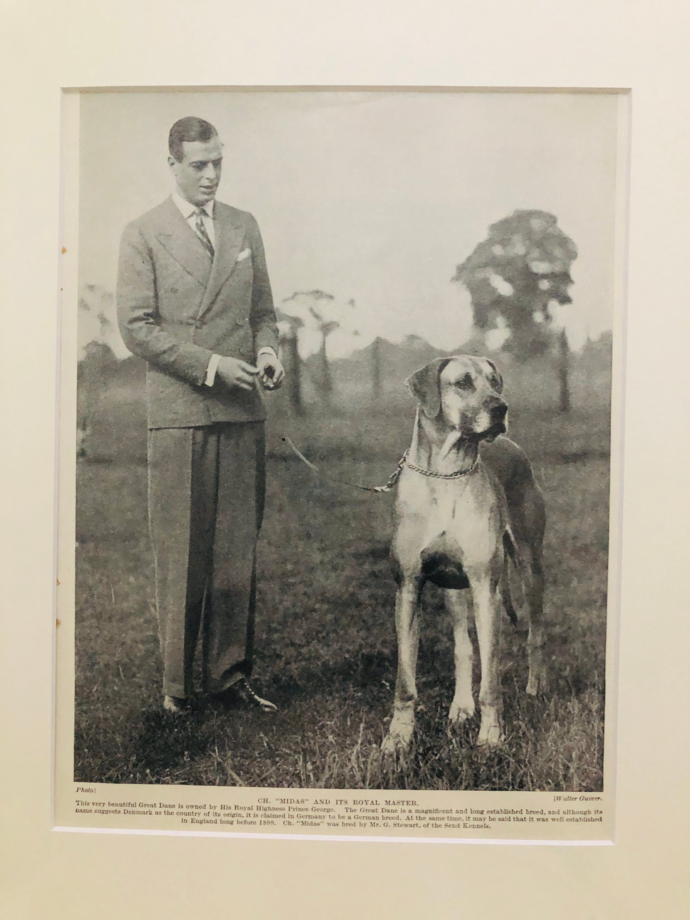 Original Vintage Hutchinson's 1938 Dog Encyclopaedia Illustration