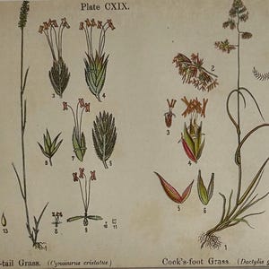 Original Vintage Botanical Print: Dog’s-Tail Grass and Cock’s-foot Grass