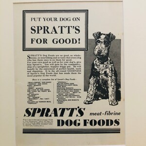Original Vintage Hutchinson's 1938 Dog Encyclopaedia Illustration
