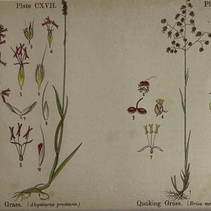 Original Vintage Botanischer Druck: Fuchsschwanzgras und Zittergras