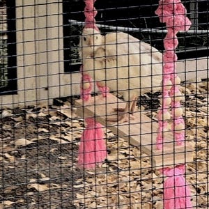 May include: Two white chicks on a pink swing with wooden slats. The swing is hanging from a wire cage.