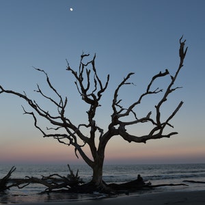 Beach Sunset w/tree silhouette