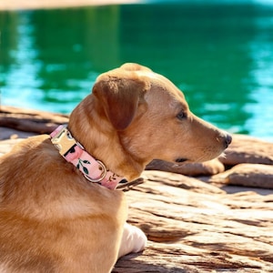 Pink Watercolor Dog Collar handmade by The Oxford Dog | Girl Dog Collar | Floral Dog Collar