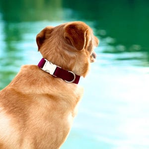 Collare per cani - Accessorio fatto a mano color marrone scuro / Elegante collare per animali domestici di The Oxford Dog per cani di piccola e grande taglia