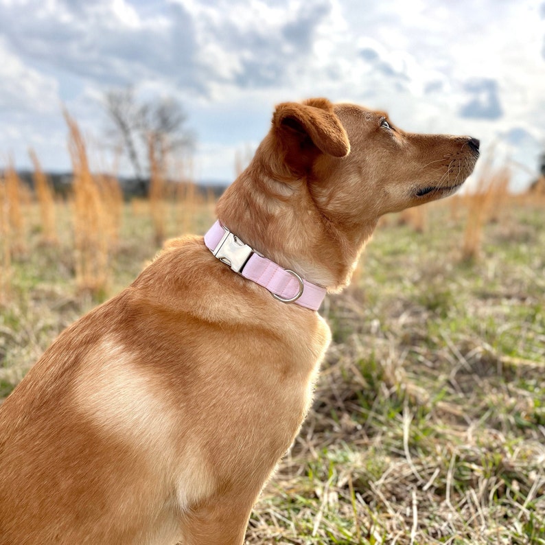 Pink Dog Collar Girl Dog Collar Pink Dog Collars Girl Etsy