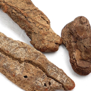 Drift wood pieces of pine bark, 3 small pcs, Beach Art diy craft supplies