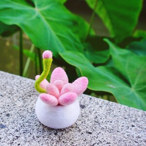 Peut inclure: Une petite plante succulente en feutre rose dans un pot en feutre blanc avec une tige en feutre vert.