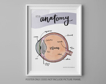 Eye Anatomy Poster | Anatomy Poster | Optometry Educational Poster | Ophthalmology Educational Poster