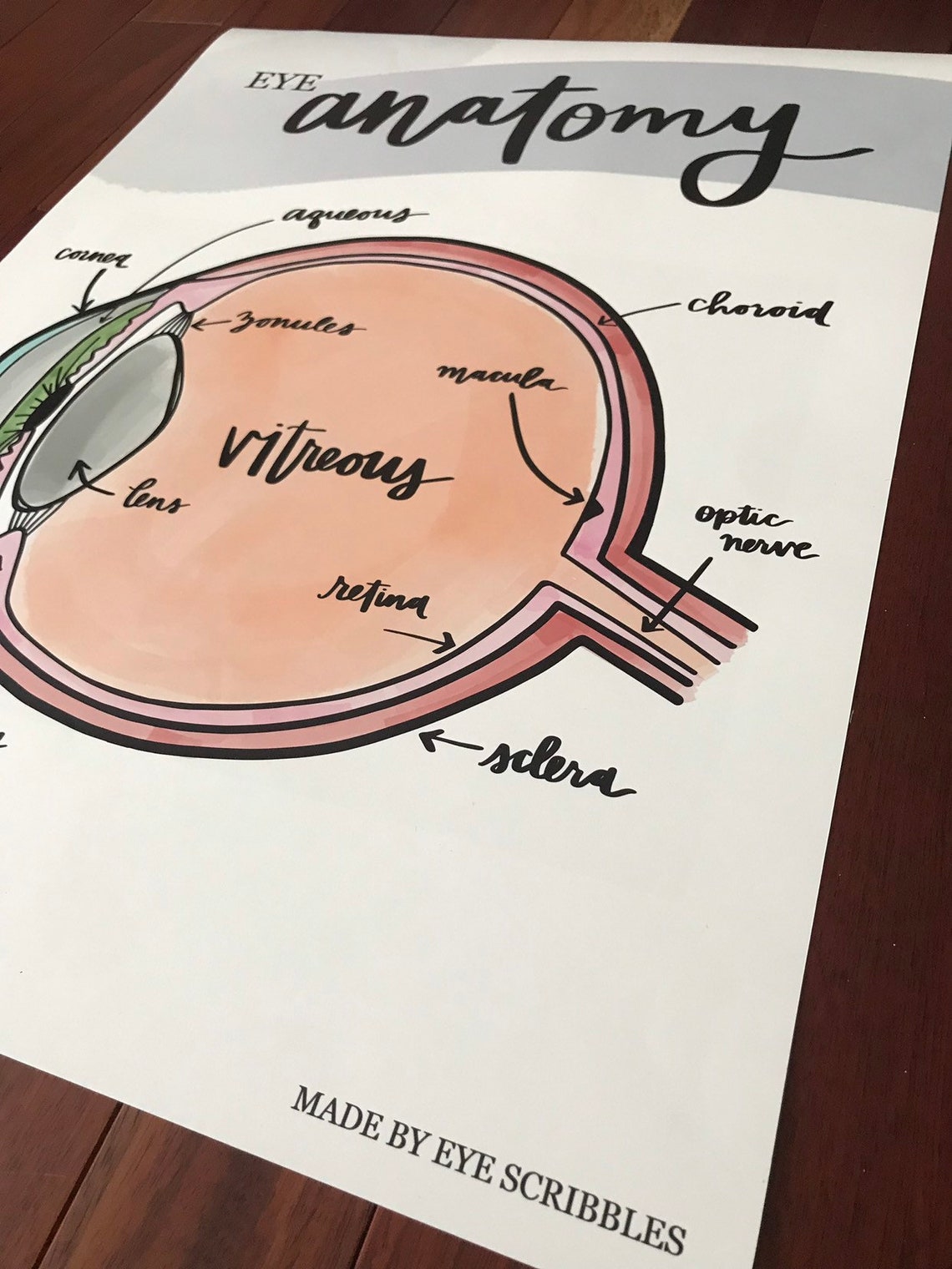Eye Anatomy Poster Anatomy Poster Optometry Educational | Etsy