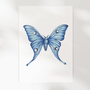 Azuurblauwe vlinder - illustratie A5 | Plantkunde, natuur, rariteitenkabinet | Geïllustreerde kaart, wanddecoratie