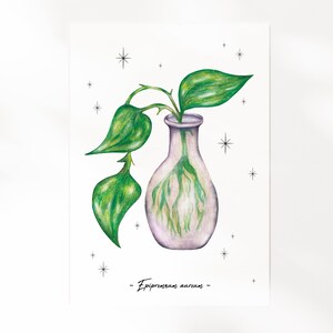 Les Boutures - Le Pothos | Illustration A5 | Botanique, plante, nature, cabinet de curiosité | Carte illustrée, décoration murale, affiche