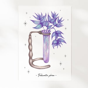 Les Boutures - La Monstera | Illustration A5 | Botanique, plante, nature, cabinet de curiosité | Carte illustrée, décoration murale, affiche