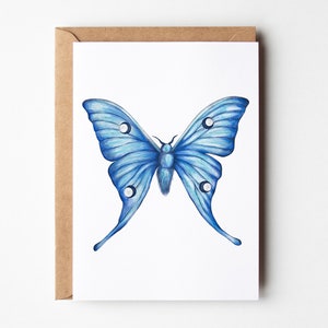 Papillon Azur - Carte postale illustrée | Botanique, printemps, nature, cabinet de curiosité | Carte illustrée, décoration murale