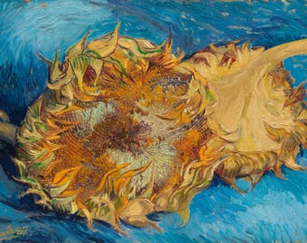 May include: A close-up of two wilted sunflowers with yellow petals against a blue background. The sunflowers are painted in a vibrant style with thick brushstrokes. The artist's signature, "Vincent 87", is visible in the bottom left corner.