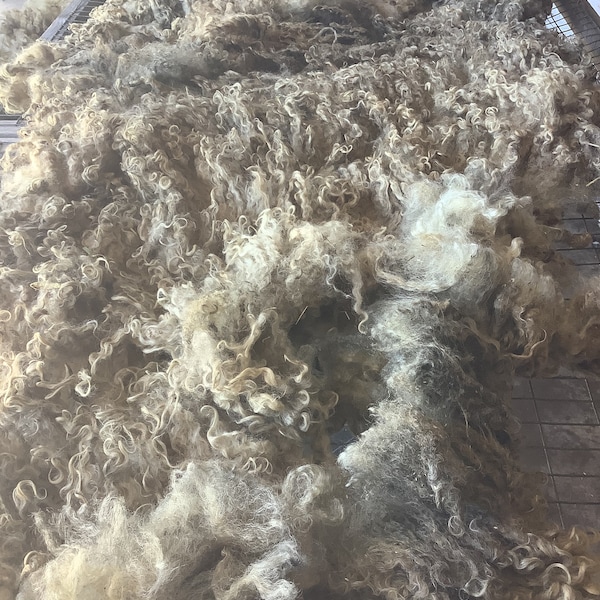 Felted Raw Fleece - Gotland ‘22