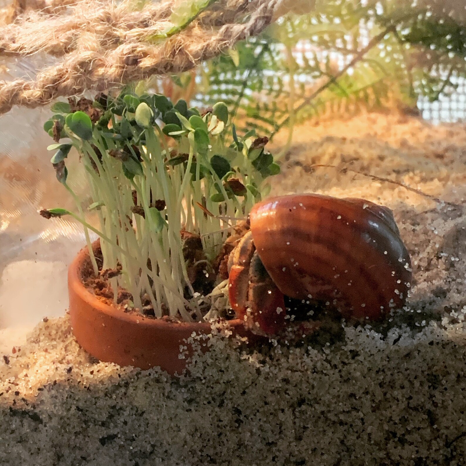 Complete Sprout Garden 2 Terra Cotta Pot w/EE OR Worm | Etsy