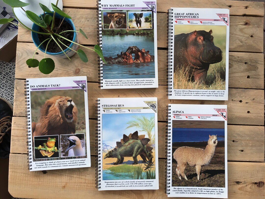 Recycled/upcycled Animals 90s Factfile Notebook Wildlife