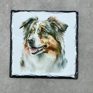 Australian Shepherd Slate