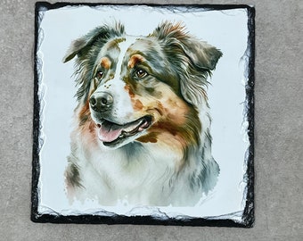 Australian Shepherd Slate