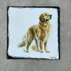 Golden Retriever Slate