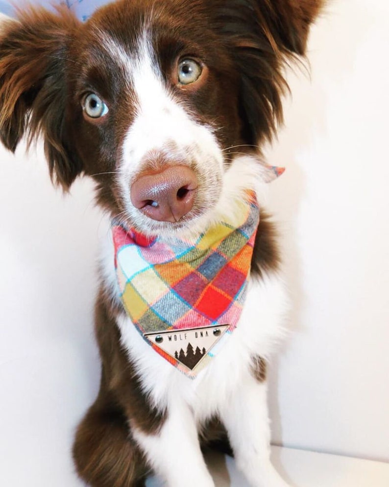 May include: A brown and white dog wearing a red, yellow and blue plaid bandana with a wooden triangular tag that says "Wolf Ona" and a silhouette of pine trees.