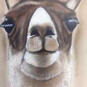 Op de afbeelding: Close-up portret van een lama met bruine vacht rond de ogen en een wit gezicht. De lama heeft een vriendelijke uitdrukking met zijn mond lichtjes open.