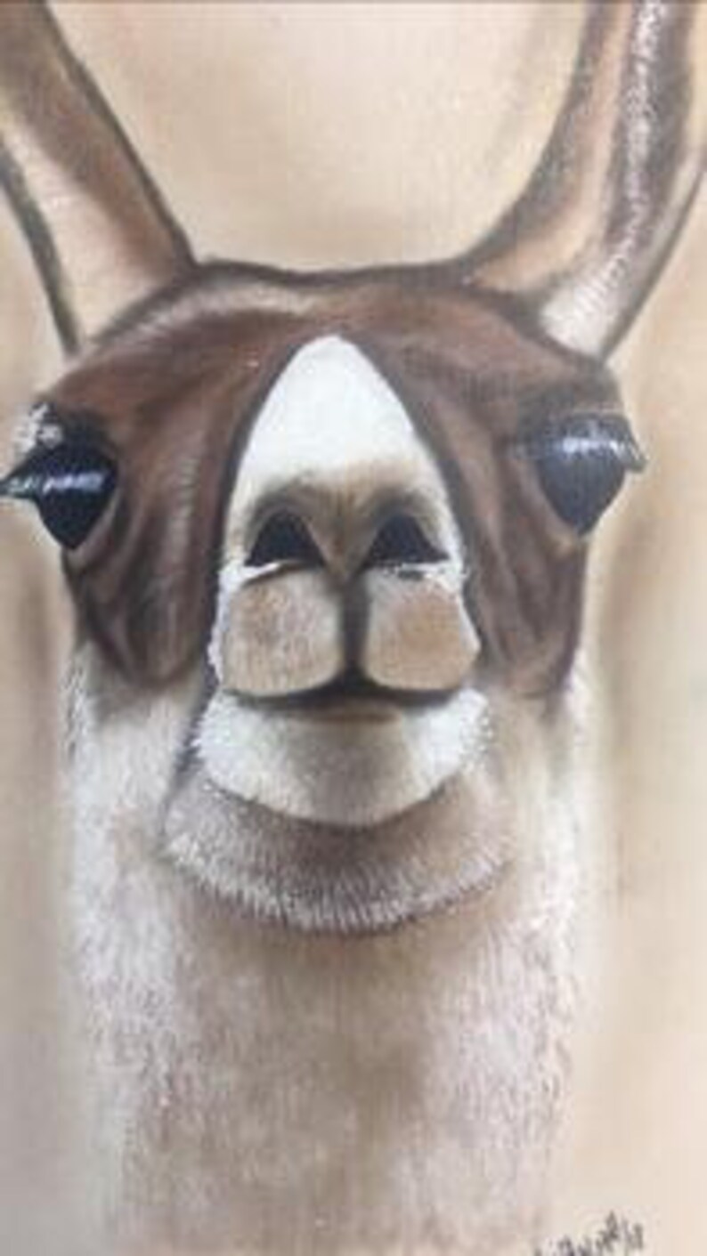 Op de afbeelding: Close-up portret van een lama met bruine vacht rond de ogen en een wit gezicht. De lama heeft een vriendelijke uitdrukking met zijn mond lichtjes open.