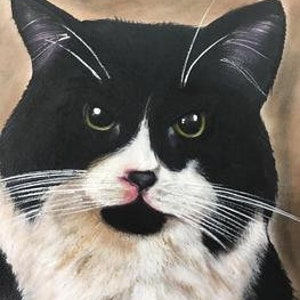 Op de afbeelding: Een zwart-witte kat met groene ogen kijkt rechtstreeks naar de kijker. De kat heeft een witte vlek op zijn borst en een roze neus.
