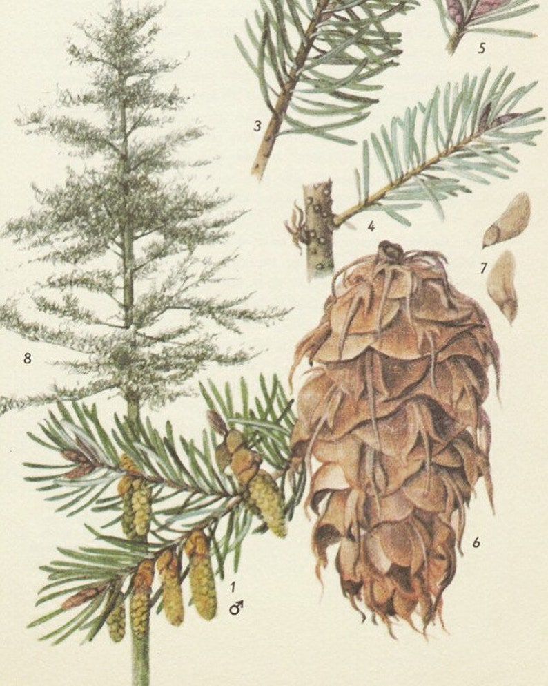 Как нарисовать пихту сибирскую