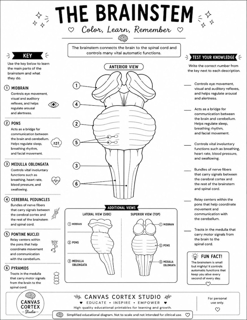 Pyramids Pons Brain Anatomy Coloring Pages for Students & Professionals | Instant ...