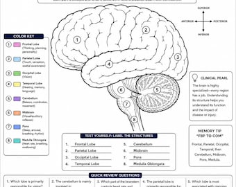 Coloriages d'anatomie du cerveau pour étudiants et professionnels | Téléchargement instantané