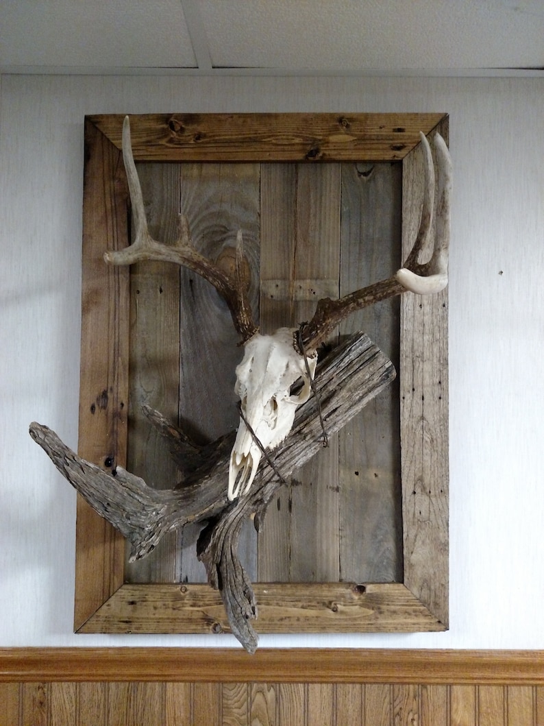 Custom Plaque for European Mount Skulls Horns Taxidermy Etsy Canada