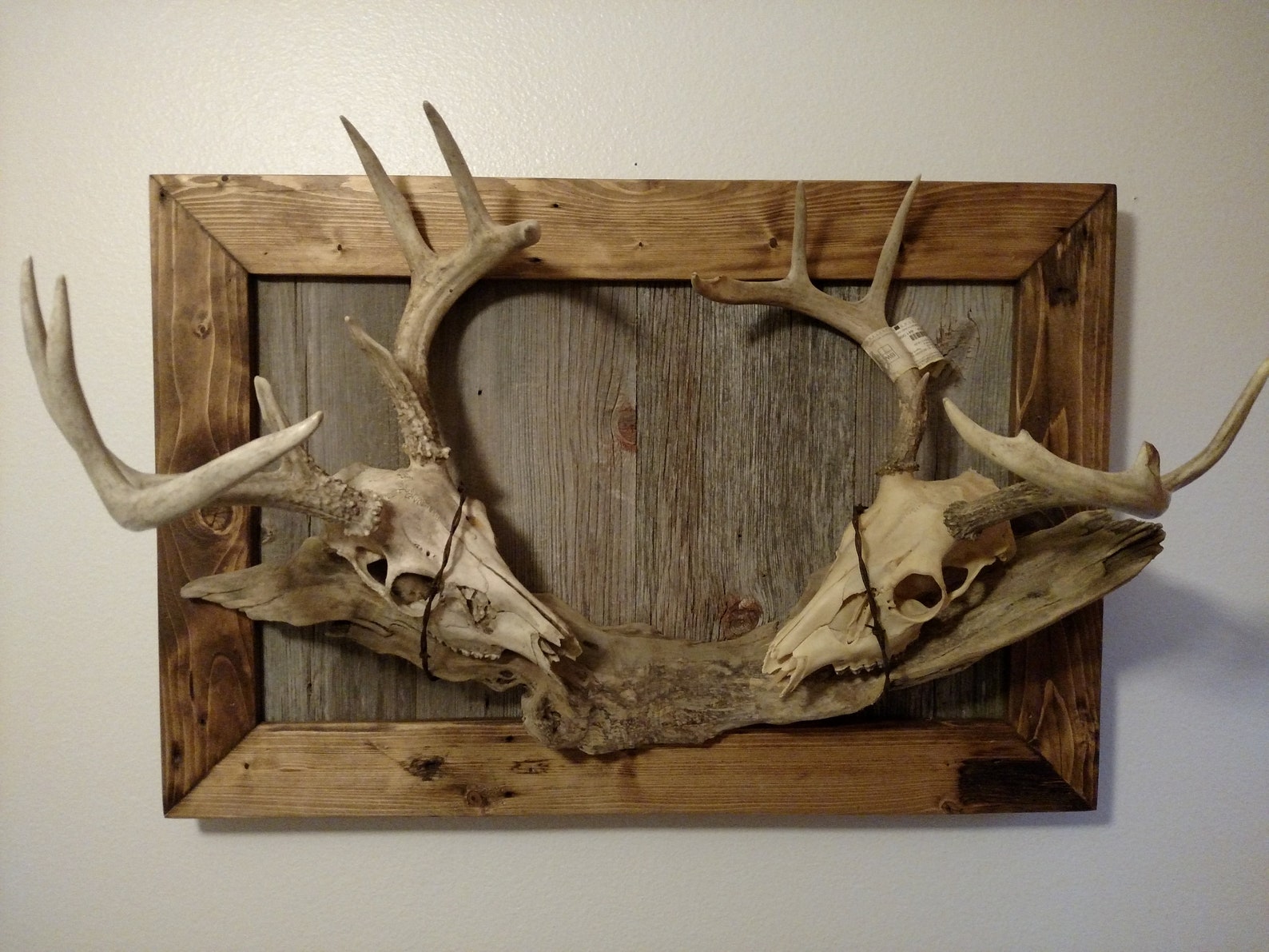 custom-plaque-for-european-mount-skulls-horns-taxidermy-etsy