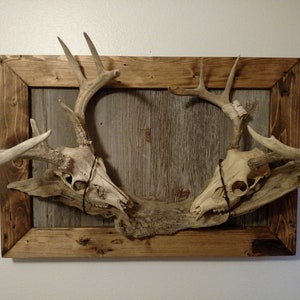May include: Two deer skulls with antlers mounted on a rustic wooden frame with a gray wood background.