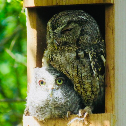 Handmade Screech Owl Nest Box Bring Owls to Your Yard Hand - Etsy