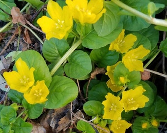 12 Creeping Jenny Moneywort Goldilocks Ground Cover Koi Pond Perennial Plants