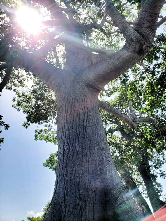 Sacred Ceiba Mapou Dirt Bark Kapok Tree Silk Floss Etsy Sacred Ceiba Mapou Dirt Bark Kapok Tree Silk Floss Etsy